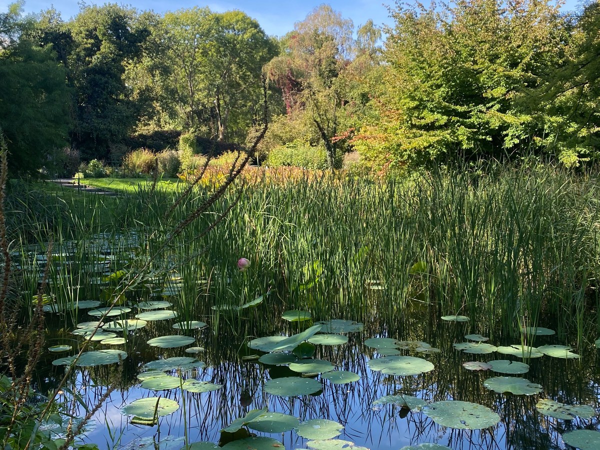 A Hidden Oasis: Botanic Garden of the Jagiellonian University