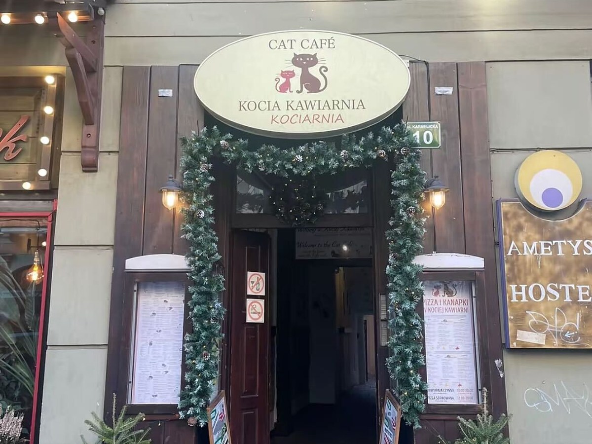 Paws & Whiskers: Kraków's Bunny & Cat Cafés