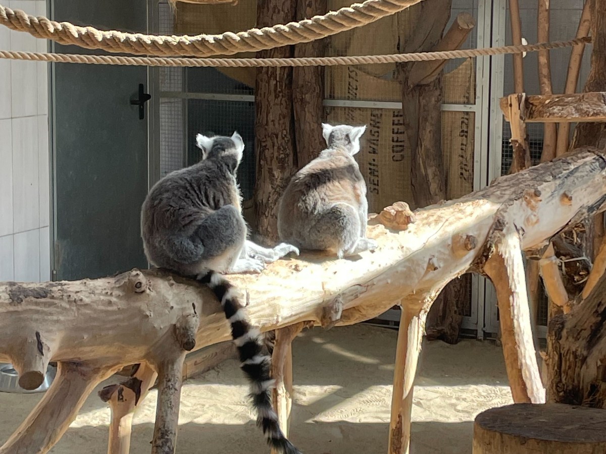 Urban Jungle – Warsaw Zoo