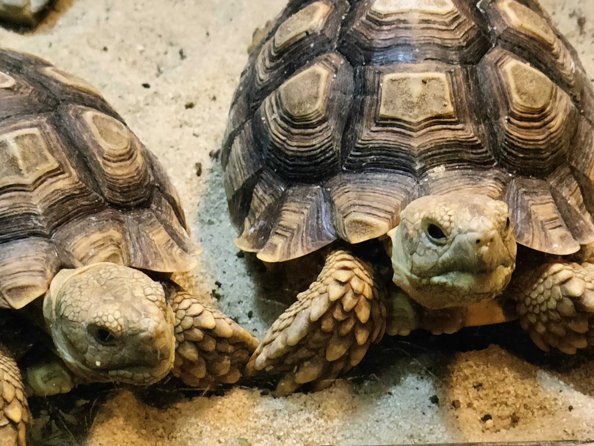 Discover the Charm of the Krakow ZOO!
